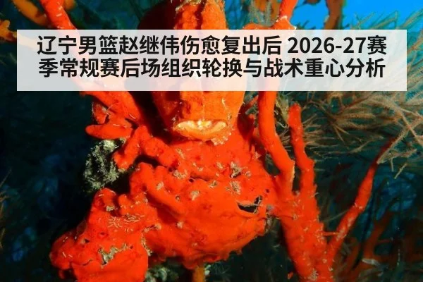 辽宁男篮赵继伟伤愈复出后 2026-27赛季常规赛后场组织轮换与战术重心分析